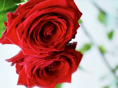 Red rose blossom bloom