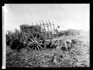 Loading cane on ox cart, Cuba LCCN2016824448
