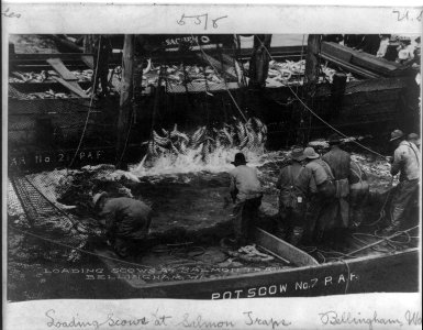 Loading scows at salmon traps, Bellingham, Wash. LCCN2012646424