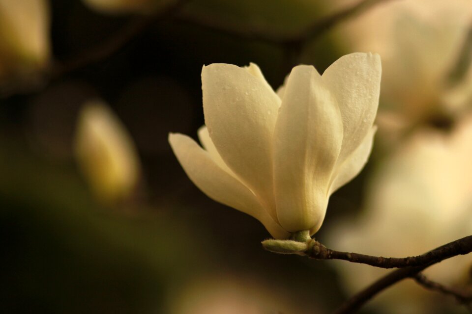 Quarter magnolia petal photo