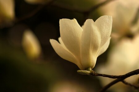 Quarter magnolia petal