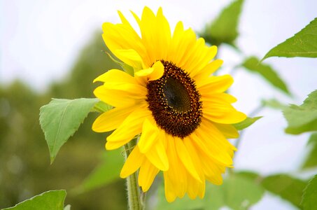 Floral summer natural photo