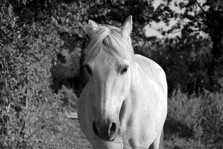 Nostril ears horseback riding