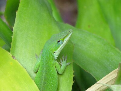 Lizard green and white wildlife