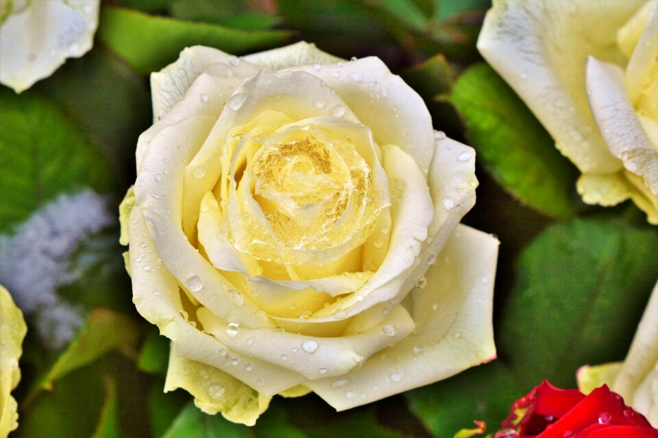 Fashion rose blossom bloom