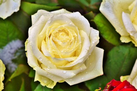 Fashion rose blossom bloom