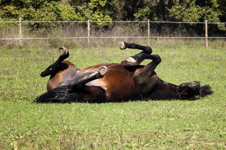 Field mammal ponies
