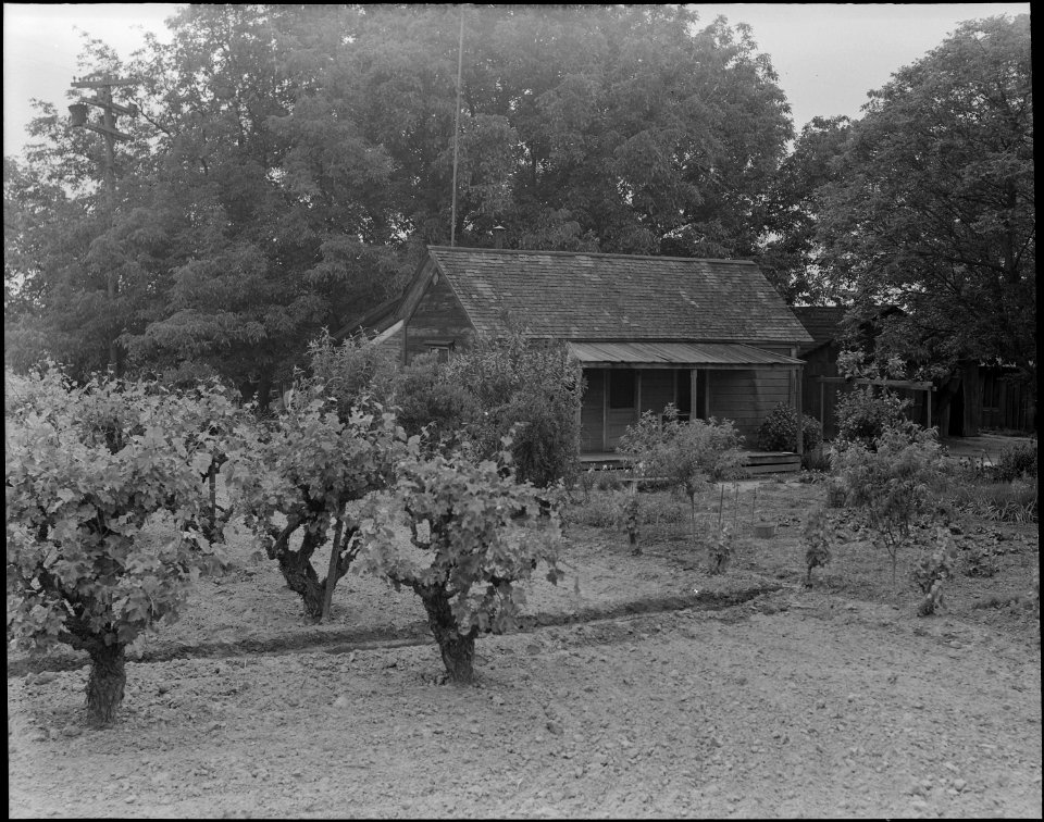 Lodi, California. Where a day laborer of Japanese ancestry lived in the vineyard section of San Joa . . . - NARA - 537622
