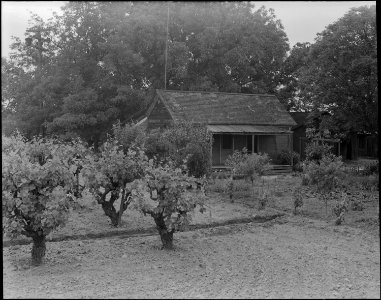 Lodi, California. Where a day laborer of Japanese ancestry lived in the vineyard section of San Joa . . . - NARA - 537622