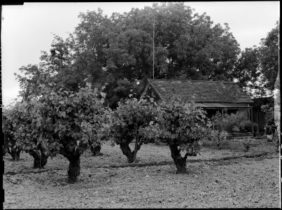 Lodi, California. Farm home of laborer of Japanese ancestry. This vineyard is in the highly produc . . - NARA - 537621