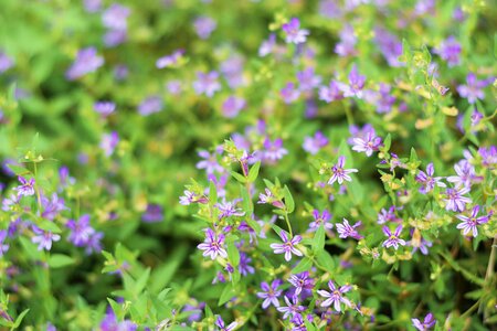 Leaves green purple flower
