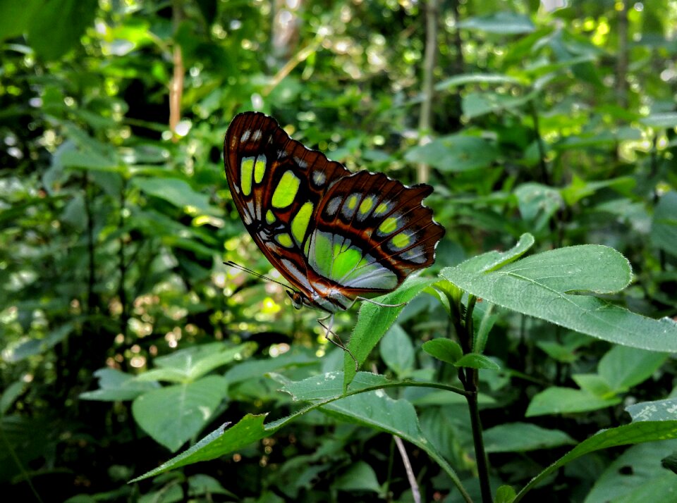 Wings forest braun