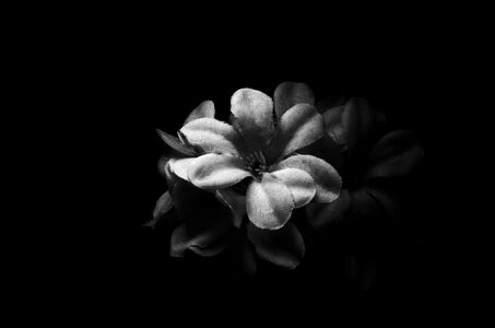 Flora desktop dark photo