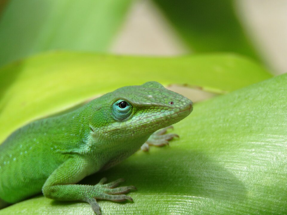 Close up wildlife green and white
