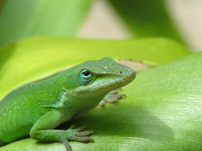Close up wildlife green and white