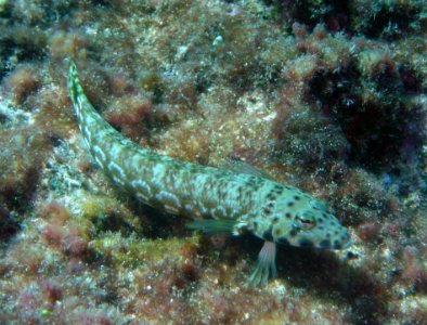Lizardfish (Synodus variegatus) (reef096829763)