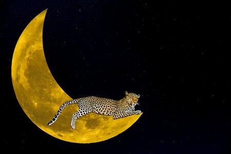 Night star crescent