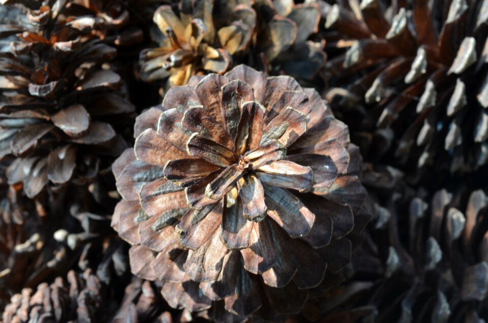 Dry pattern outdoors