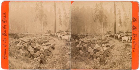 Logging on Albion River