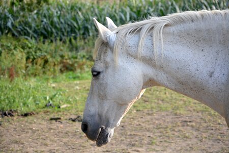 Ride hiking equine