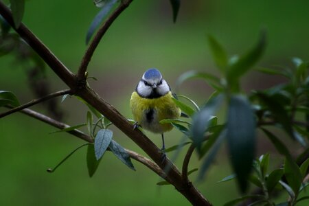 Small wing blue tit photo