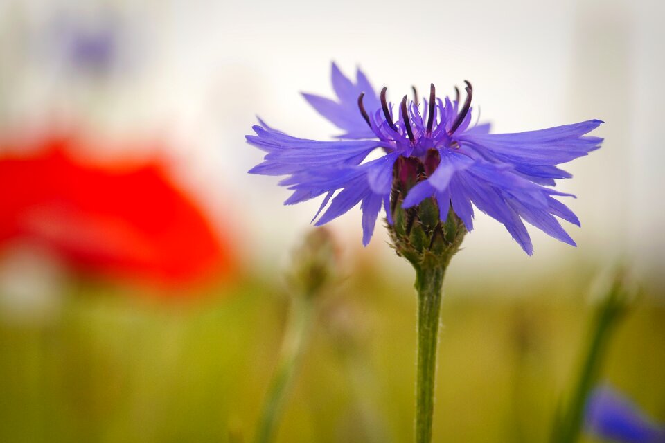 Summer close up cornflower