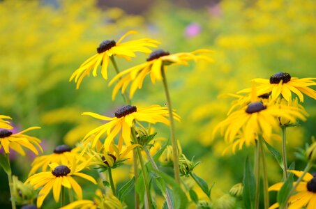 Floral summer natural photo