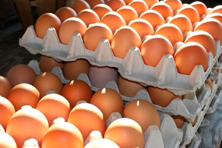 Fresh eggs home grown eggs agriculture