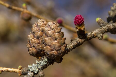 Tree european larch nature photo