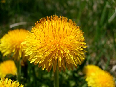 Nuns macro nature photo