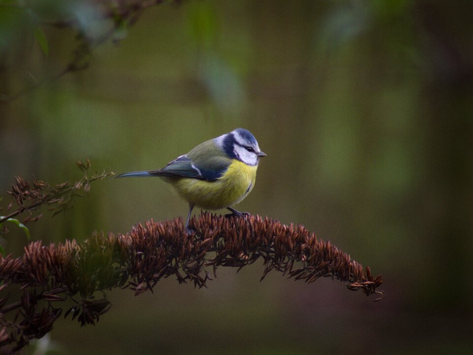 Animal feather bill