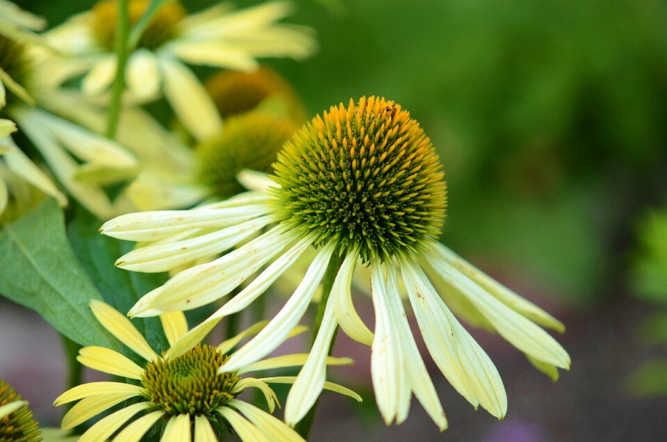 Floral summer natural