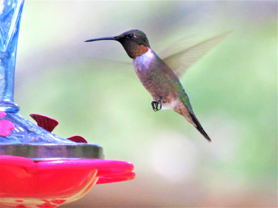 Hummingbird colorful wildlife