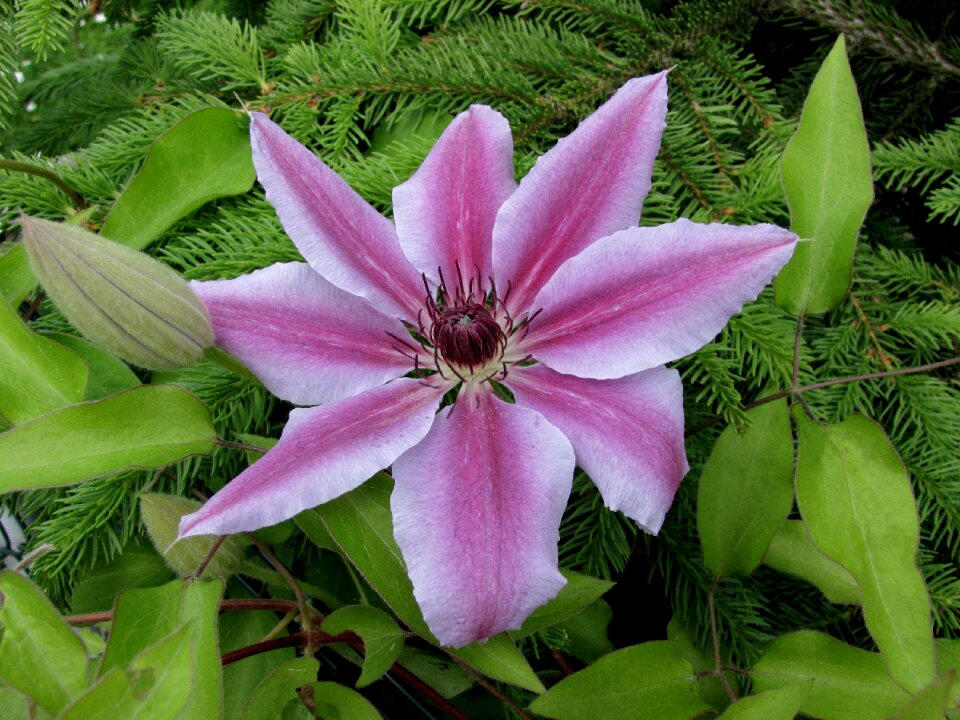 Blossom bloom purple