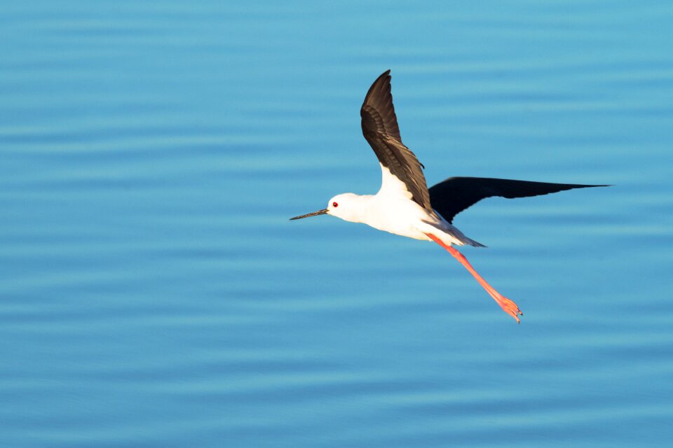 Water animal wildlife