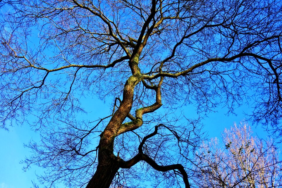 Branches bare branches blue skies