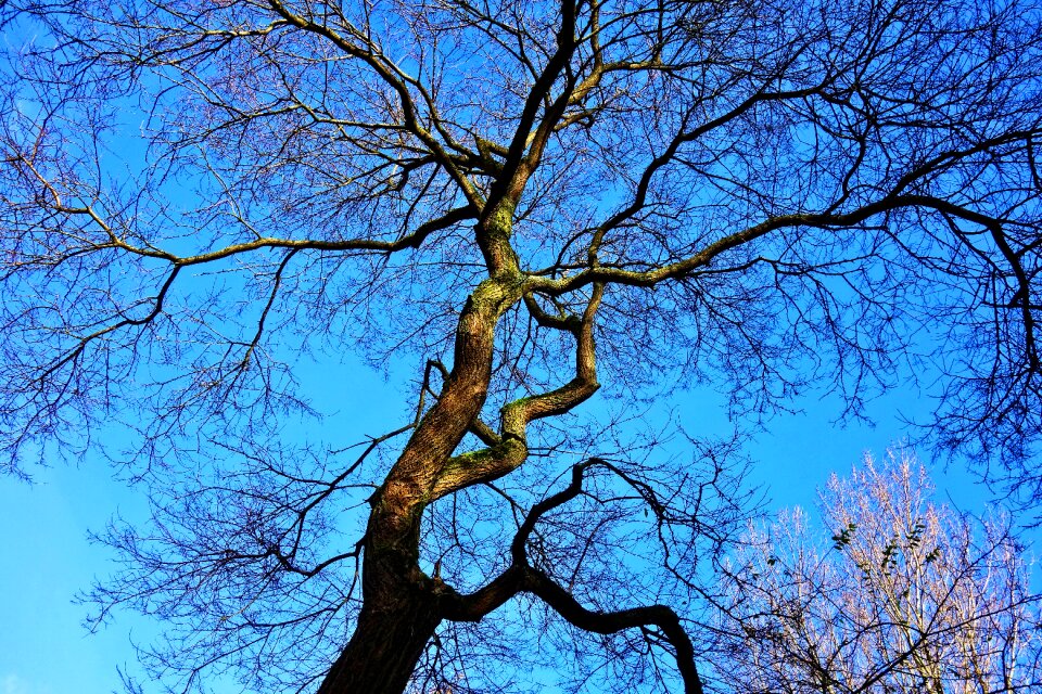 Branches bare branches blue skies photo