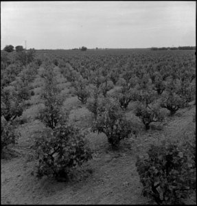 Lodi, California. The scene in this vineyard was taken three days prior to evacuation of residents . . . - NARA - 537625 photo