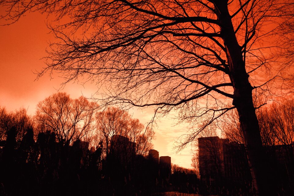 Tree tree silhouette winter tree photo