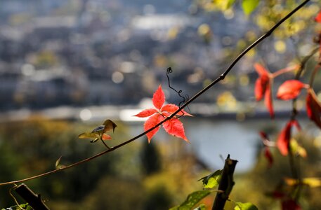 Leaf quiet rest