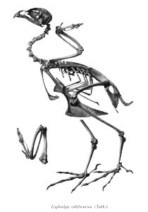 Lophortyx californicus 136