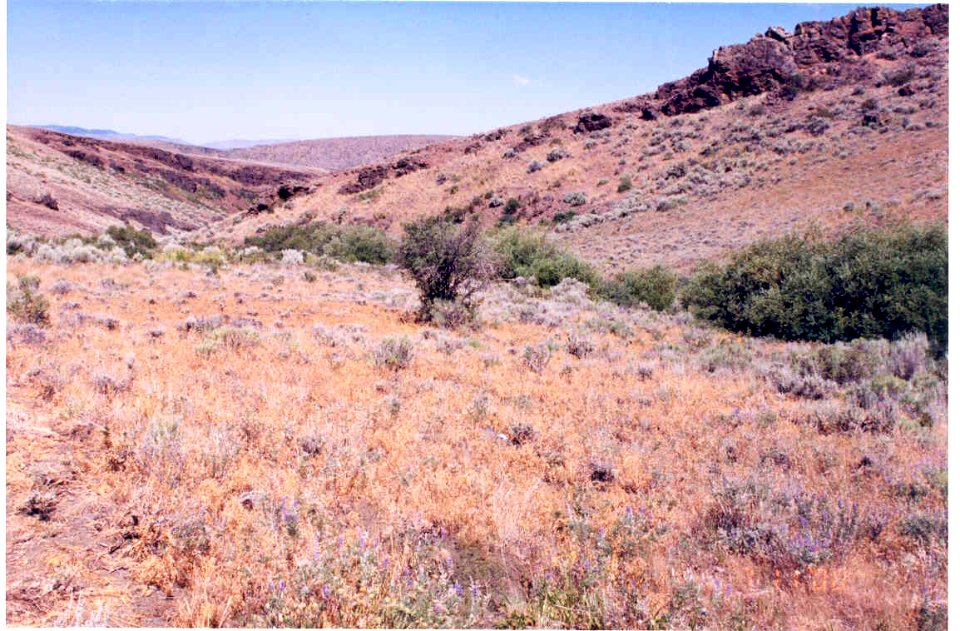 Lomatium packardiae habitat dense stand in SW Idaho