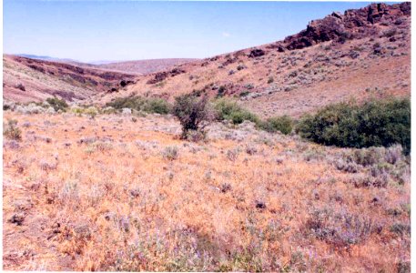 Lomatium packardiae habitat dense stand in SW Idaho