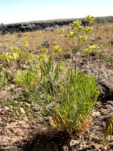 Lomatium packardiae plant in SW Idaho 3