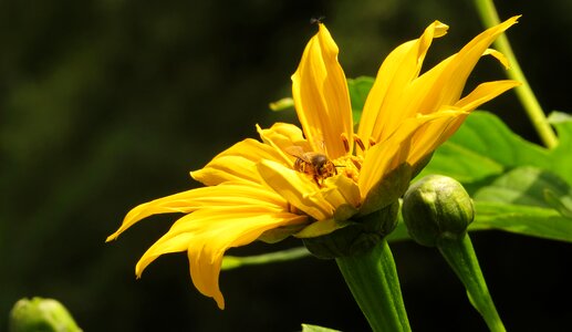 Summer garden armenia photo