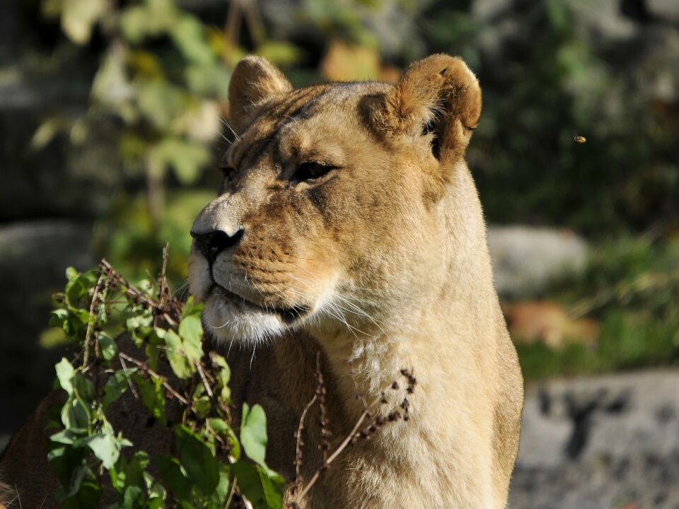 Zoo hellabrunn munich photo