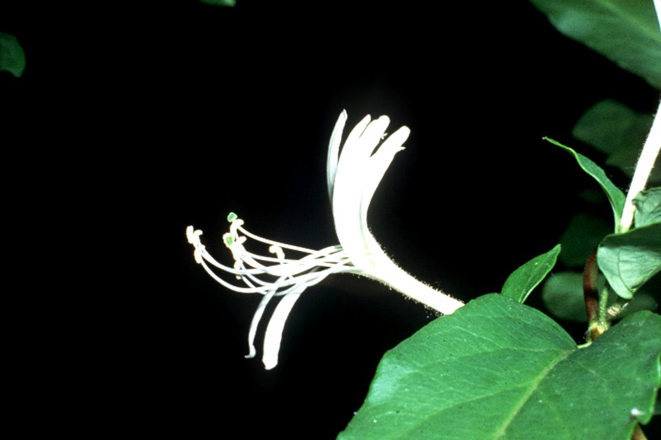 Lonicera japonica NRCS-1