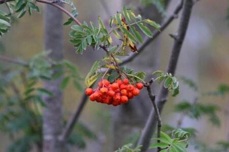 Sheet food plant photo