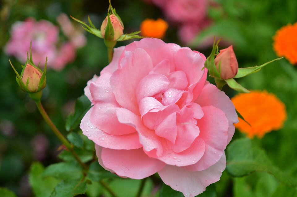 Spring floral summer
