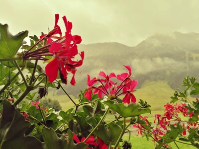 Mountains tyrol living nature